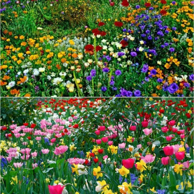 Premium Wild Flower Mix - Perennial Jonyparkseed®