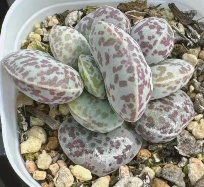 plant Aeonium Echeveria Haworthia  Caudex  Lithops Cactus  Agave 