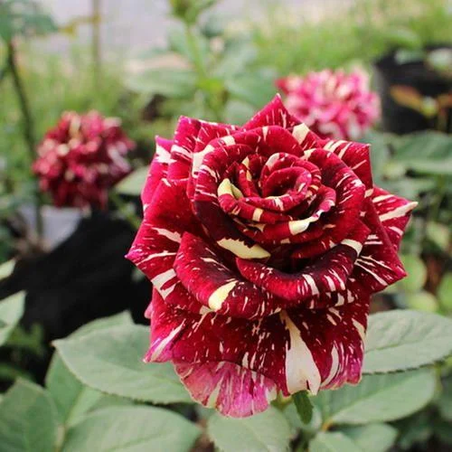 20 Pcs/bag Black Rose Flower Colorful Rose Petals Plant Seeds for Home  Garden