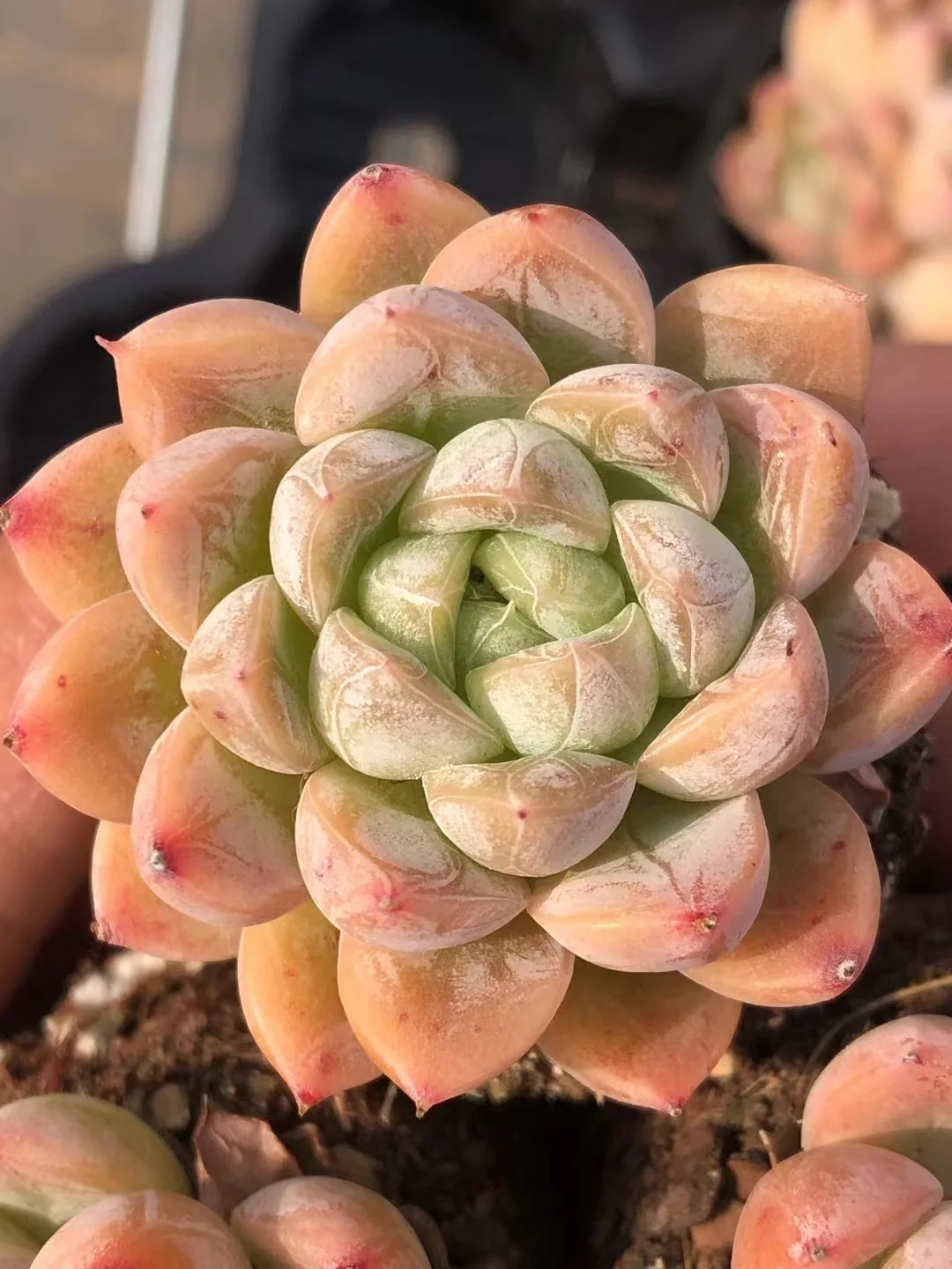 plant Aeonium Echeveria Haworthia  Caudex  Lithops Cactus  Agave 