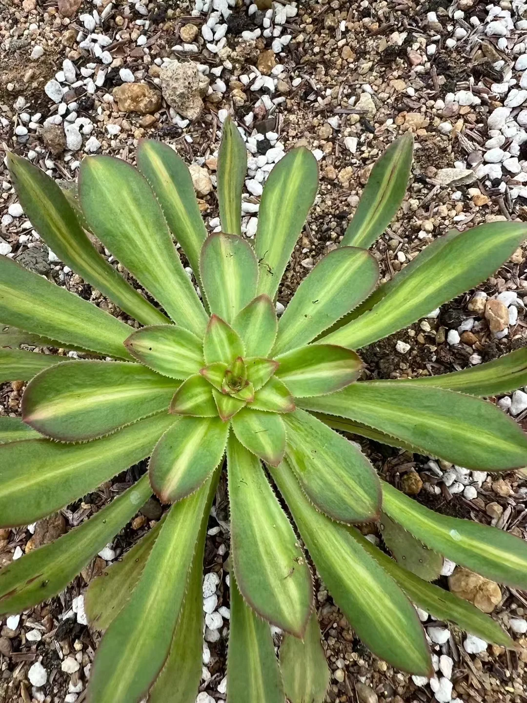 plant Aeonium Echeveria Haworthia  Caudex  Lithops Cactus  Agave 