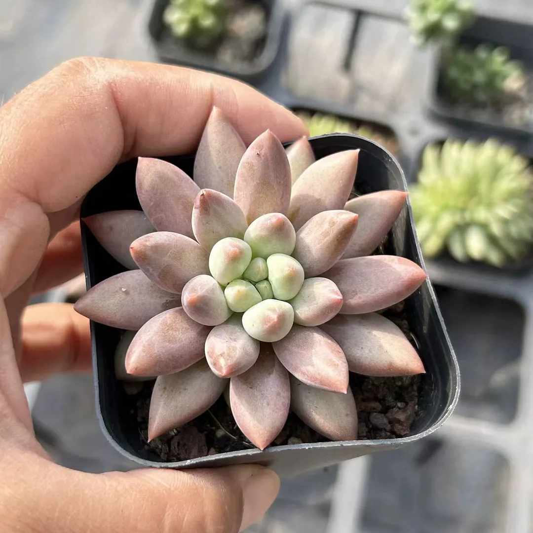 plant Aeonium Echeveria Haworthia  Caudex  Lithops Cactus  Agave 