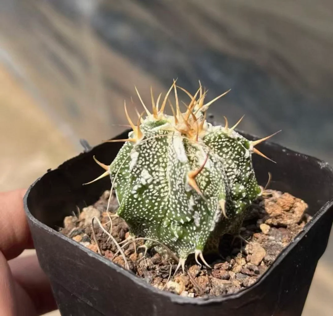 plant Aeonium Echeveria Haworthia  Caudex  Lithops Cactus  Agave 