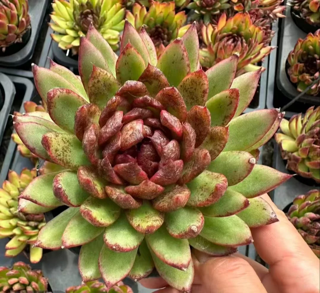 plant Aeonium Echeveria Haworthia  Caudex  Lithops Cactus  Agave 