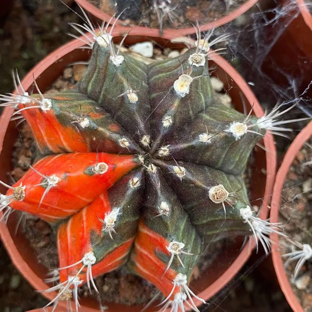 plant Aeonium Echeveria Haworthia  Caudex  Lithops Cactus  Agave 