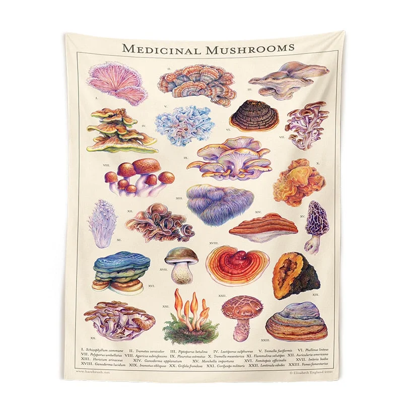 Quotes Mushroom Tapestry Wall Decor Mycology Mushroom Champignon Identification Chart Diagram Illustration Wall Art Boho Decor