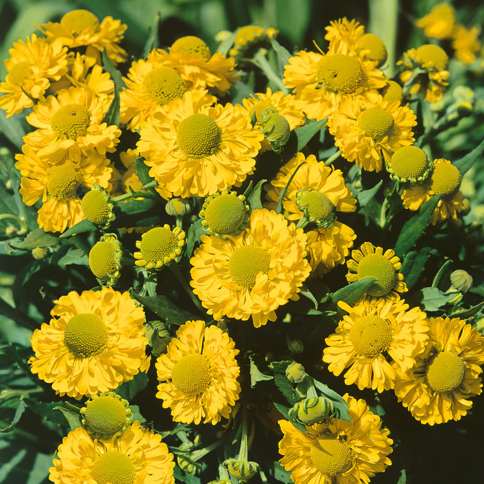 Yellow Helenium Sneezeweed Flower Seeds Jonyparkseed®