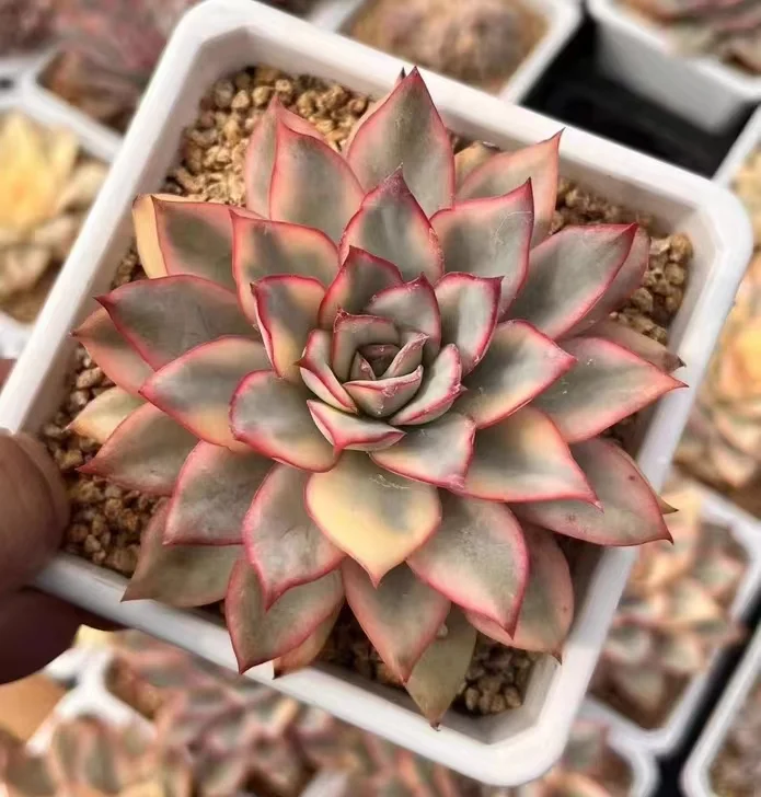 plant Aeonium Echeveria Haworthia  Caudex  Lithops Cactus  Agave 