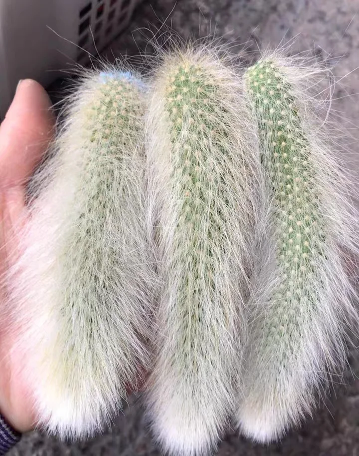 plant Aeonium Echeveria Haworthia  Caudex  Lithops Cactus  Agave 