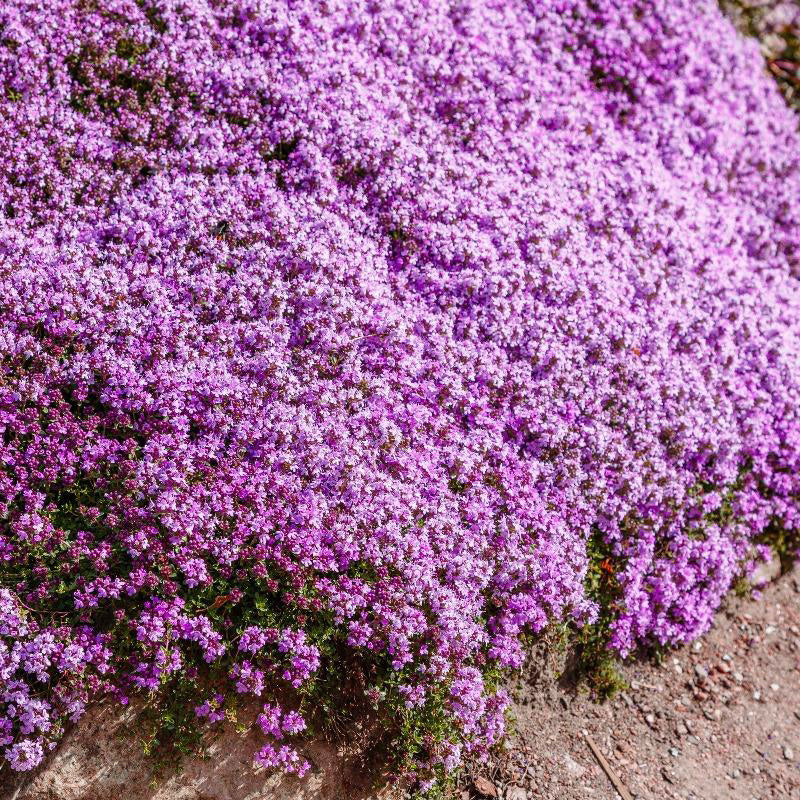 100Pcs Creeping Thyme Ground Cover Seeds Jonyparkseed®