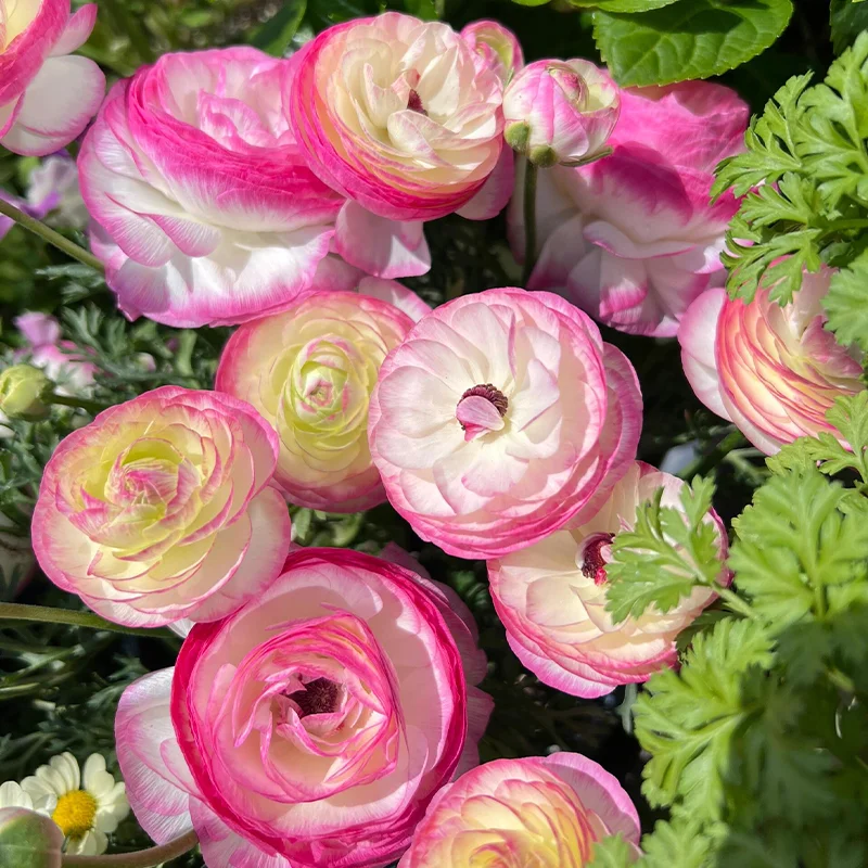 🌺 Ranunculus - Sacred Love