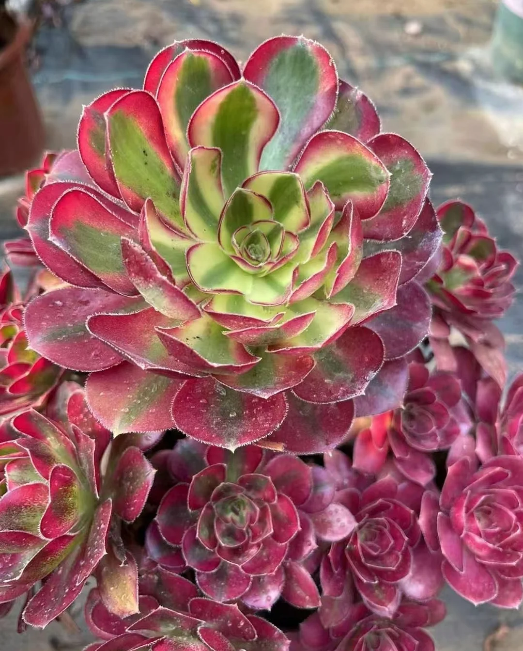 plant Aeonium Echeveria Haworthia  Caudex  Lithops Cactus  Agave 