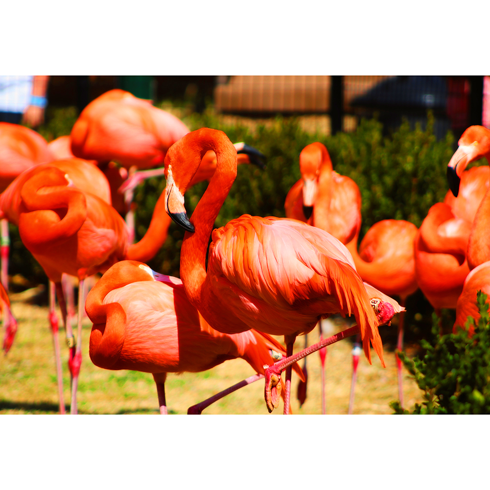 

Sunshine Flamingo - 1000 Pieces Jigsaw Puzzle, 501 Original