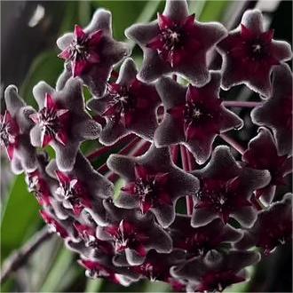 Hoya Seeds - Stars falling from the sky✨