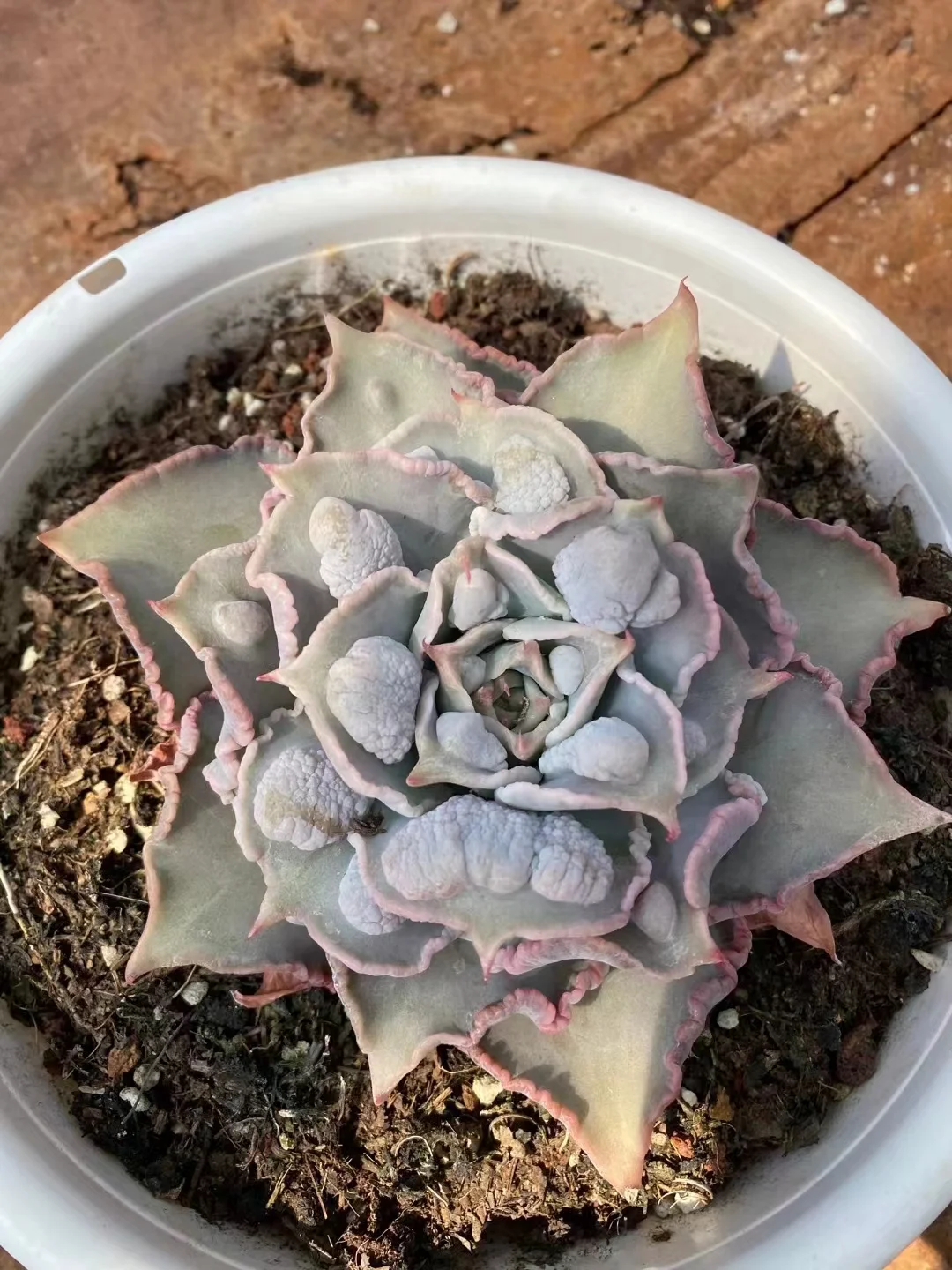 plant Aeonium Echeveria Haworthia  Caudex  Lithops Cactus  Agave 