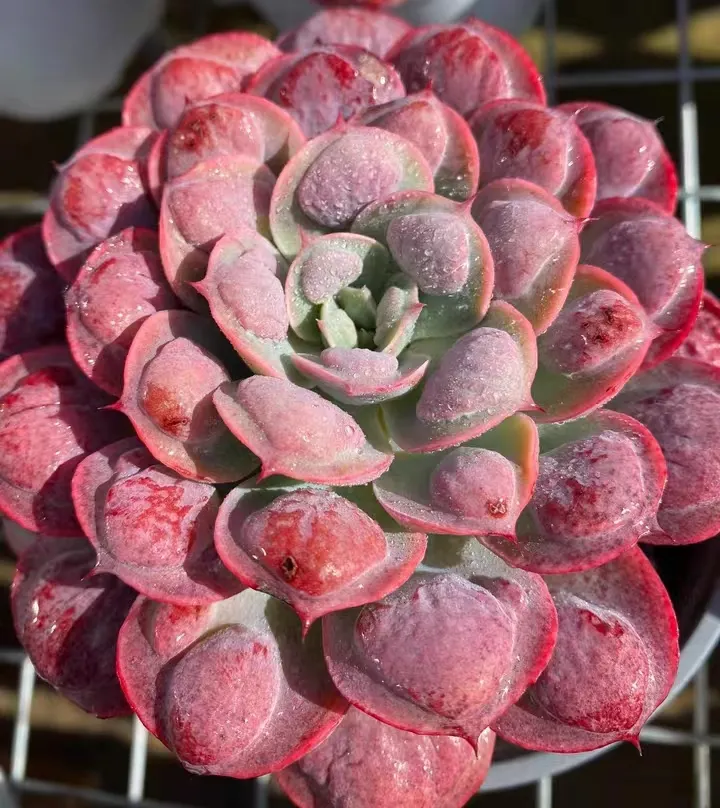 plant Aeonium Echeveria Haworthia  Caudex  Lithops Cactus  Agave 