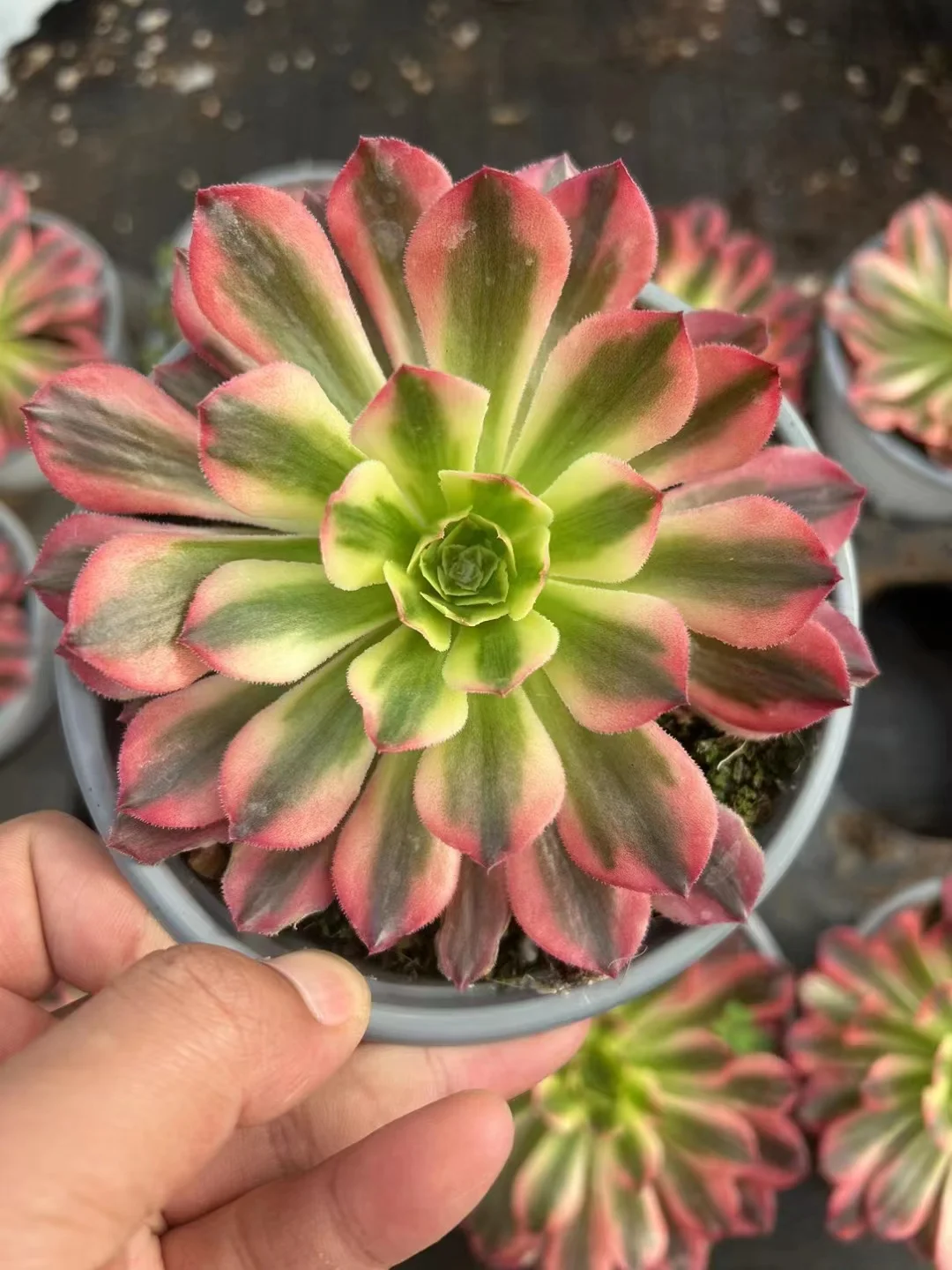158. Dutch round leaf variation single head and cutting / Aeonium plants/Aeonium plants / Garden landscape / Carefully select healthy plants