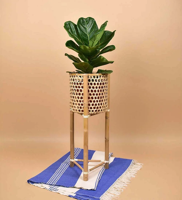 Bamboo Stands