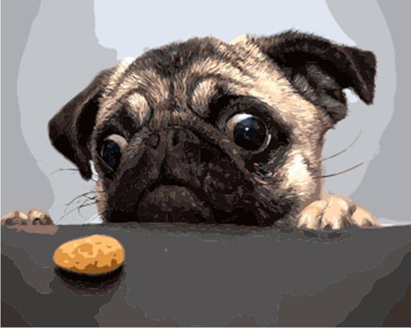 

Dog and Cookie – Paint By Numbers - 40*50CM, 501 Original