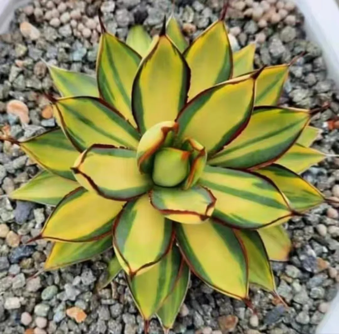 1146.Agave Burnt Burgundy mediopicta/Agave plants / Succulent plants / Garden landscape / Carefully select healthy plants