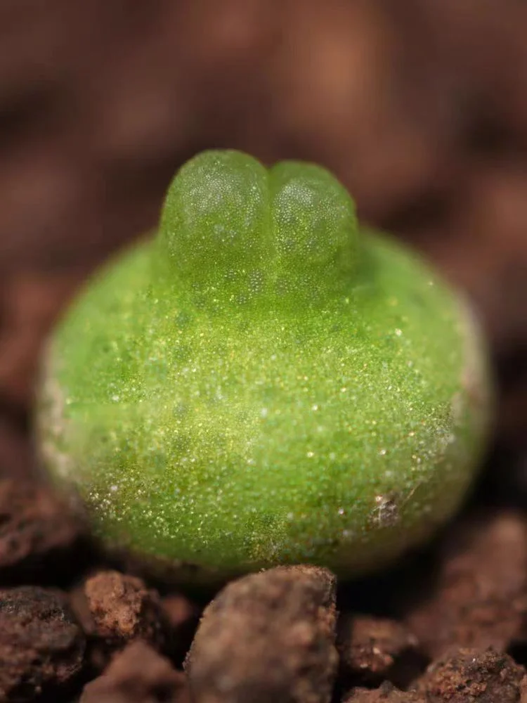 251.  Little gourd single head 0.6-0.8cm/ Lithops and Conophytum/  Succulent plants / Garden landscape / Carefully select healthy plants