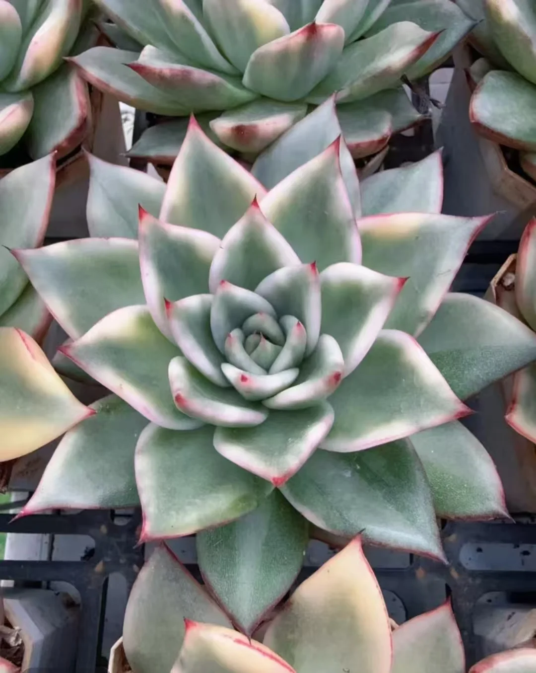 plant Aeonium Echeveria Haworthia  Caudex  Lithops Cactus  Agave 