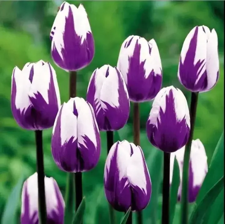 Bonsai Rare Color Tulip Seeds-Purple