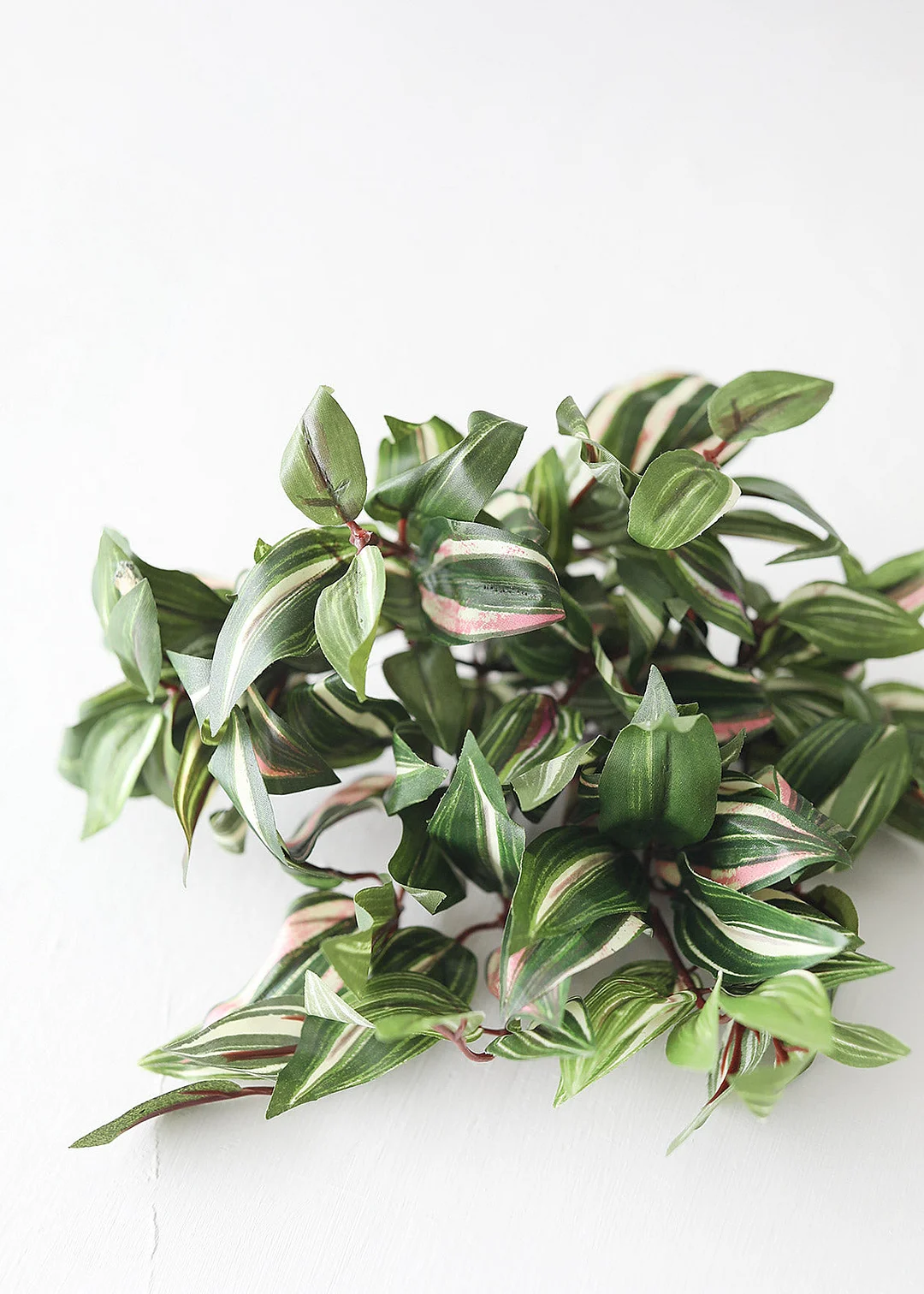 Small Variegated Wandering Jew Bush - 12"
