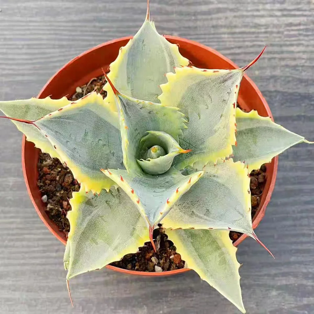 ky14.Agave potatorum lkali Laijin 13-15cm/Agave plants / Succulent plants / Garden landscape / Carefully select healthy plants