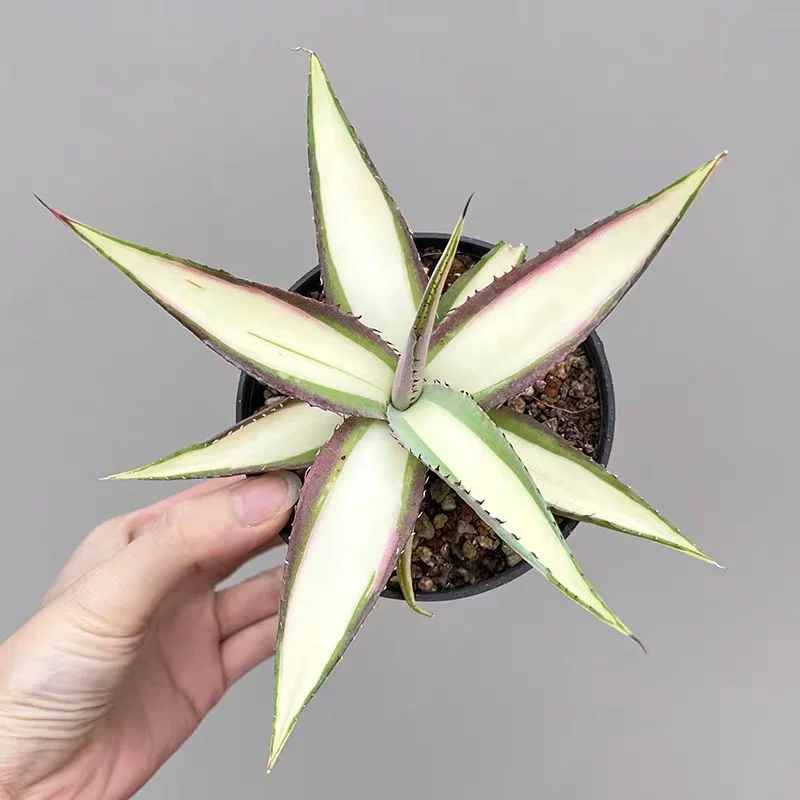 zwyw20.agave guiengola 15-20cm/Agave plants / Succulent plants / Garden landscape / Carefully select healthy plants