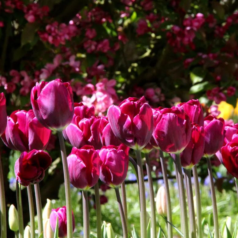 Purple Tulip Flower Seeds