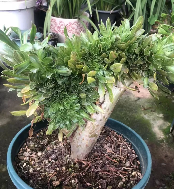 plant Aeonium Echeveria Haworthia  Caudex  Lithops Cactus  Agave 