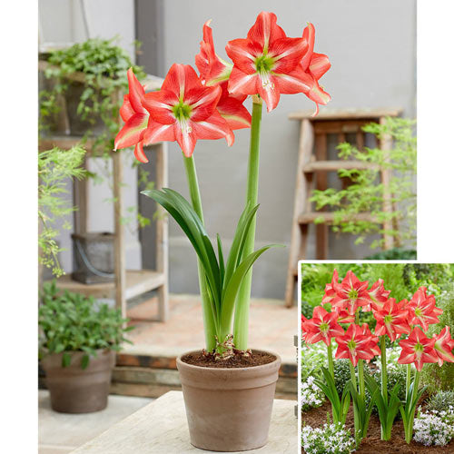 Striped Beauty Amaryllis Jonyparkseed®