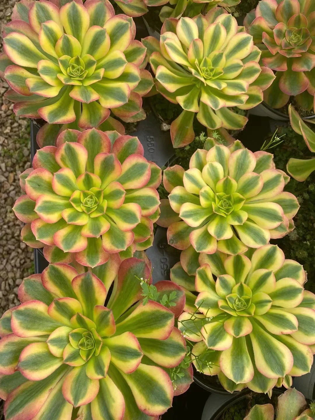 plant Aeonium Echeveria Haworthia  Caudex  Lithops Cactus  Agave 