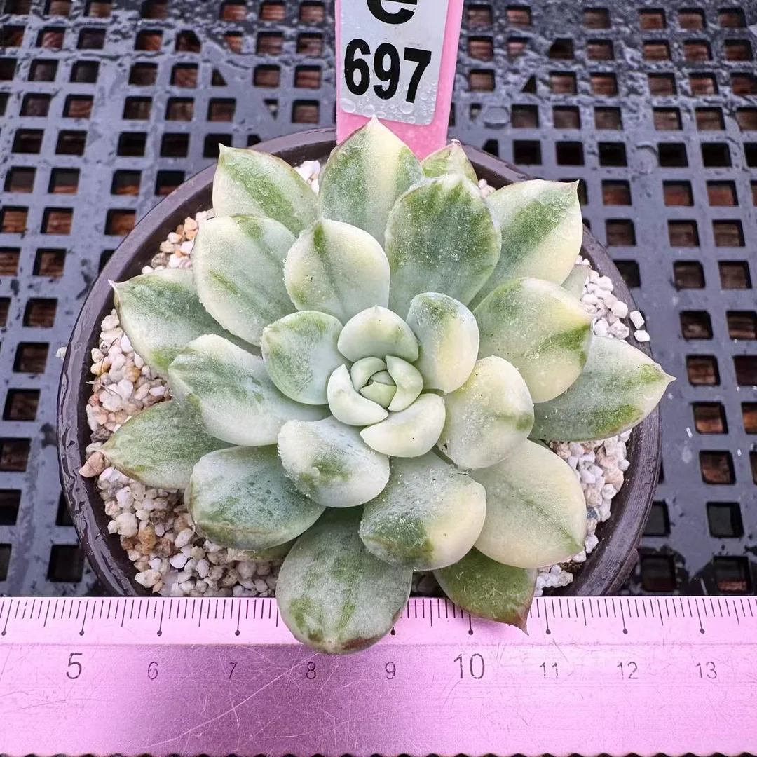 plant Aeonium Echeveria Haworthia  Caudex  Lithops Cactus  Agave 