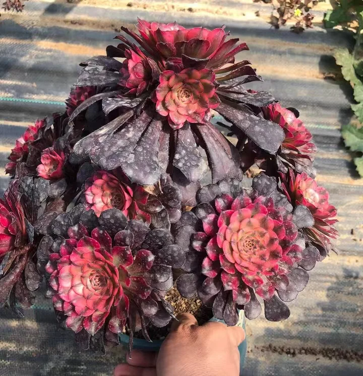 plant Aeonium Echeveria Haworthia  Caudex  Lithops Cactus  Agave 