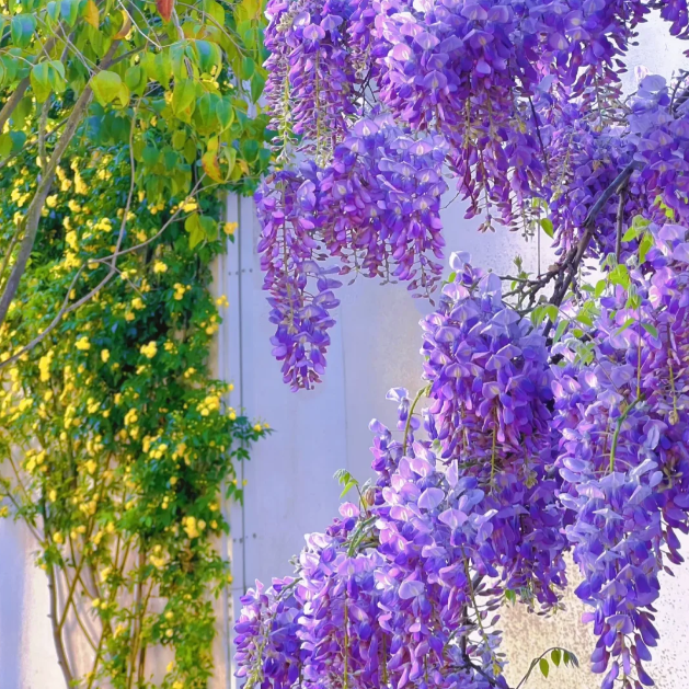 Wisteria Flower Seeds, Purple Elf Blossoms
