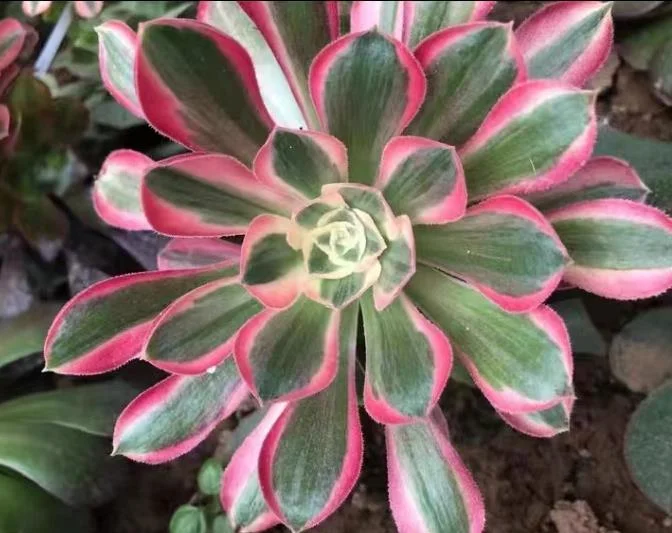 plant Aeonium Echeveria Haworthia  Caudex  Lithops Cactus  Agave 