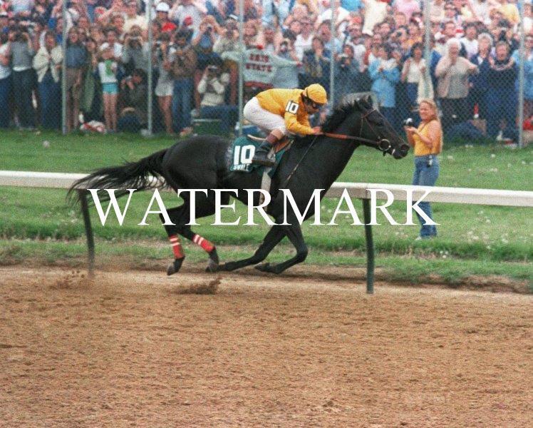 SWALE 1984 Kentucky Derby Winner Horse 8 x 10 Photo Poster painting Poster