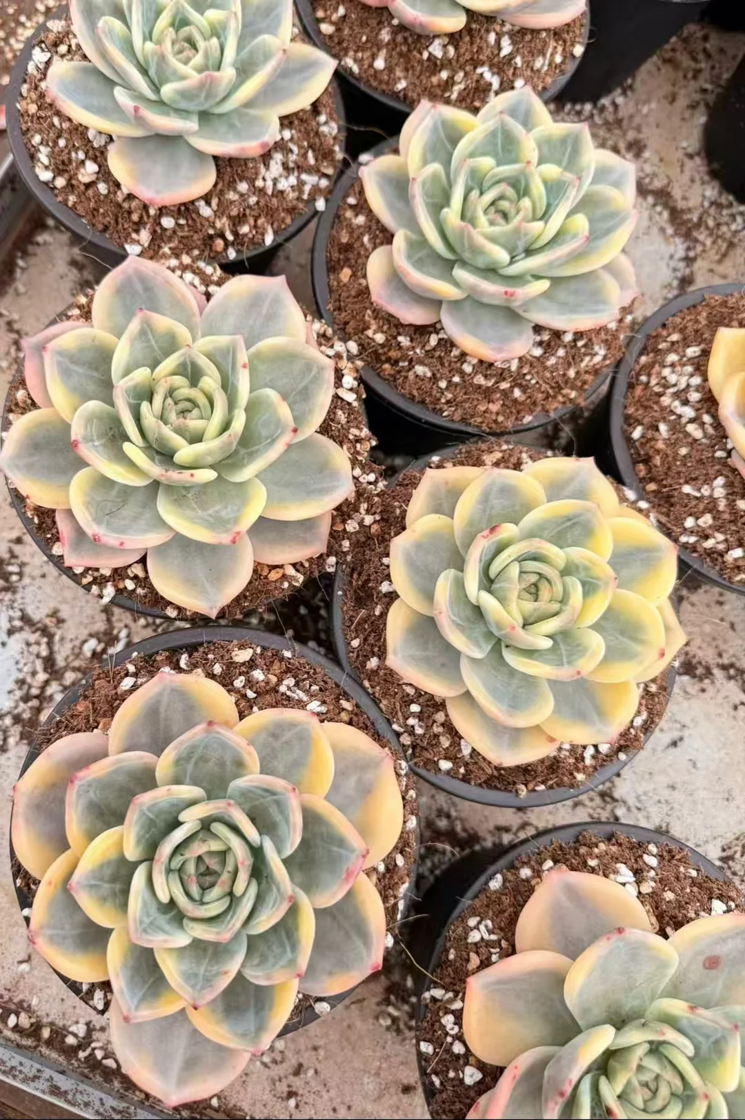 plant Aeonium Echeveria Haworthia  Caudex  Lithops Cactus  Agave 