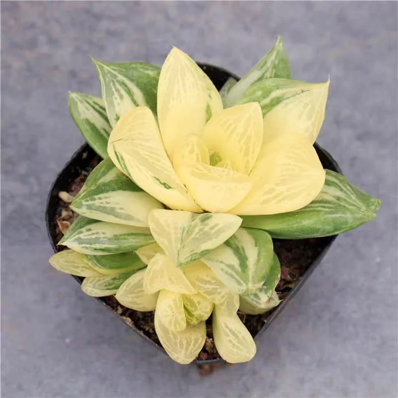 ky9.Haworthia cuspidata variegata 6-7cm/ Haworthia / Succulent plants / Garden landscape / Carefully select healthy plants