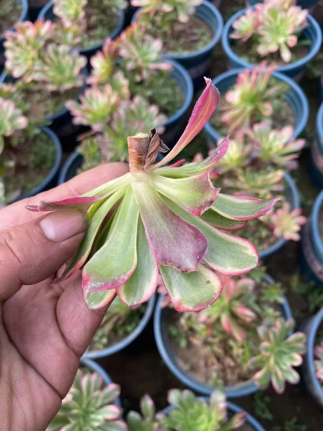 plant Aeonium Echeveria Haworthia  Caudex  Lithops Cactus  Agave 