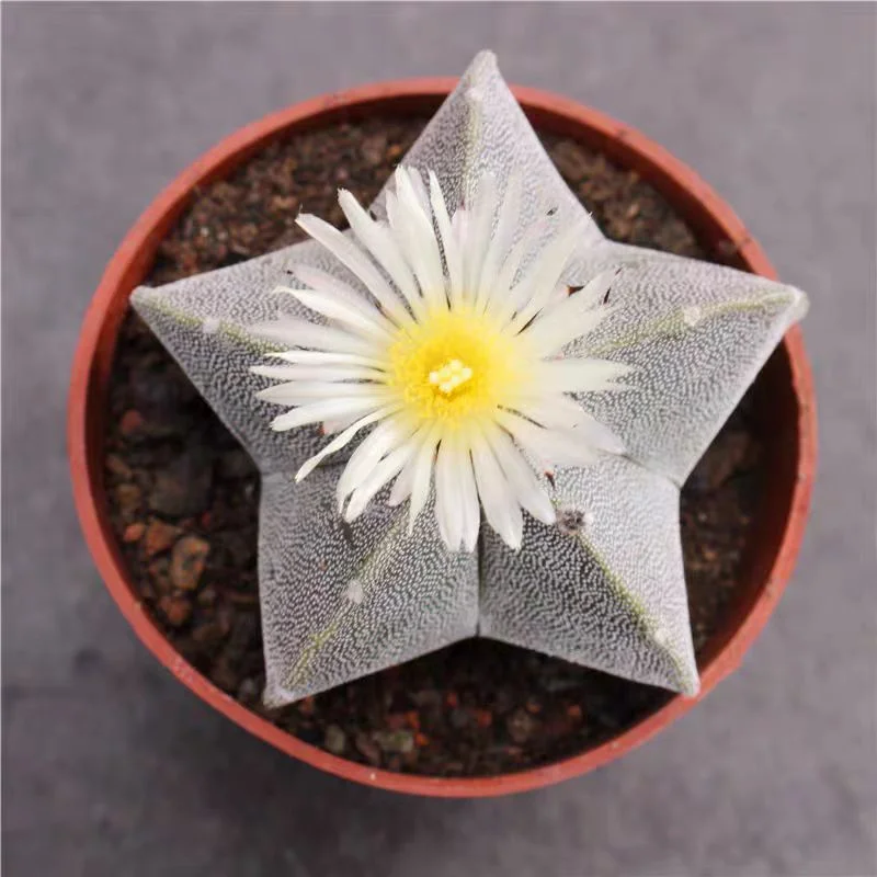 578. Astrophytum myriostigma VAR. has roots 7-8cm/Cactus plants /Succulent plants /  Garden landscape / Carefully select healthy plants
