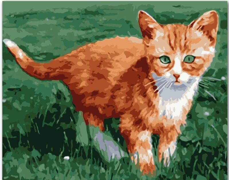 

Little Orange Cat – Paint By Numbers - 40*50CM, 501 Original