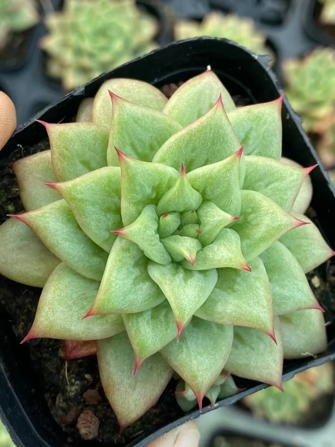 plant Aeonium Echeveria Haworthia  Caudex  Lithops Cactus  Agave 