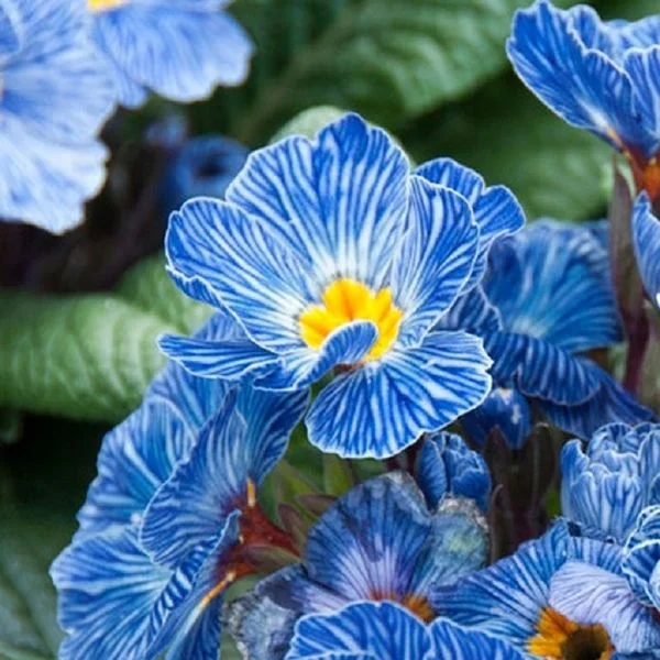 Primula Seeds Blue Zebra Primrose Seeds