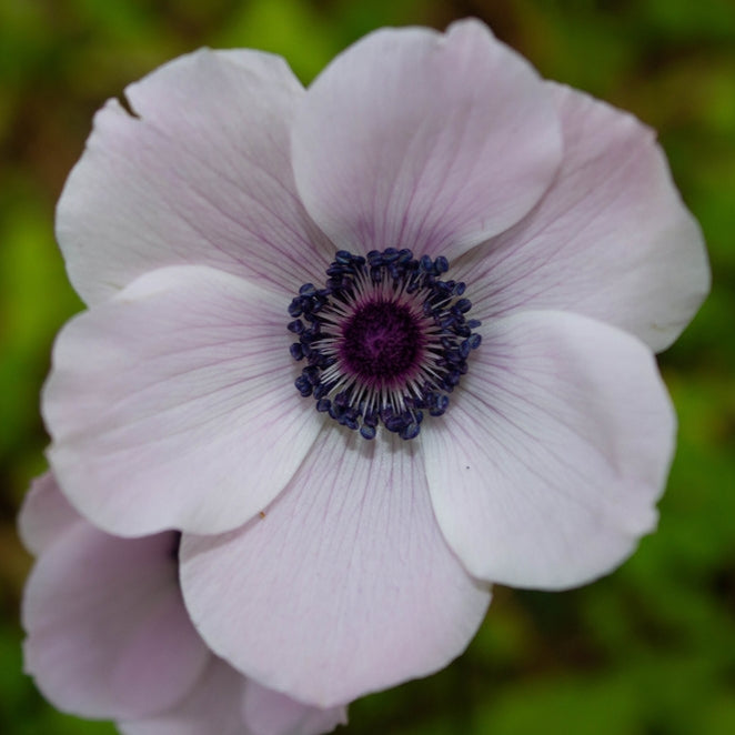 Anemone Marianne Plus Blush Flower | X 20 Seeds