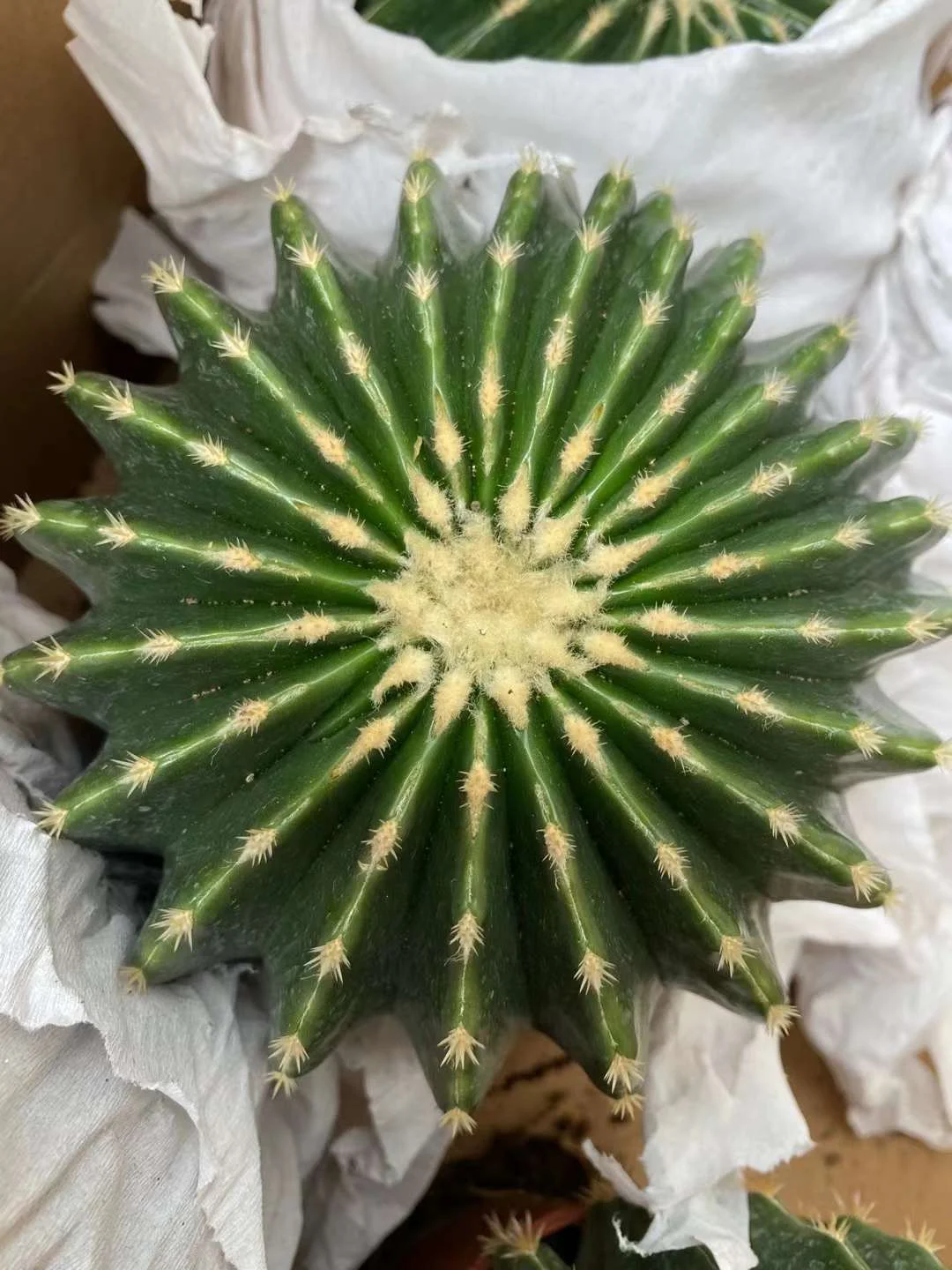 plant Aeonium Echeveria Haworthia  Caudex  Lithops Cactus  Agave 