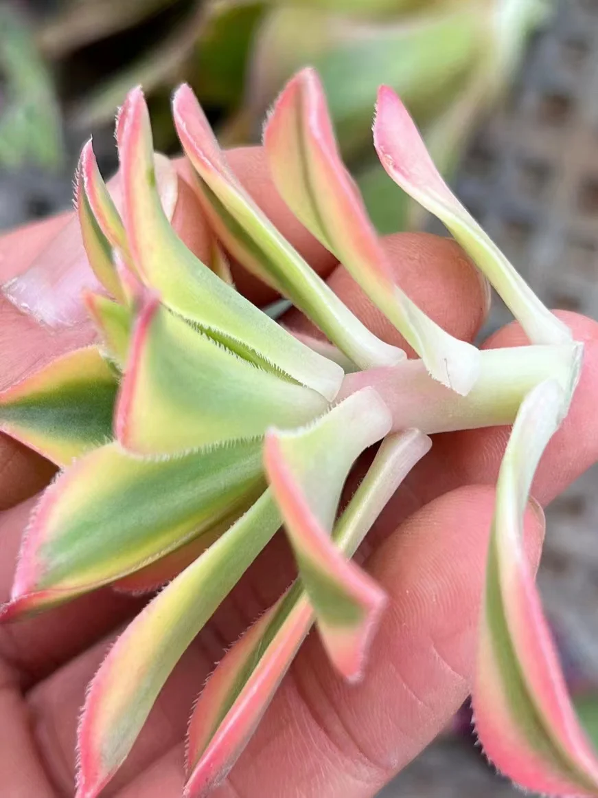 plant Aeonium Echeveria Haworthia  Caudex  Lithops Cactus  Agave 