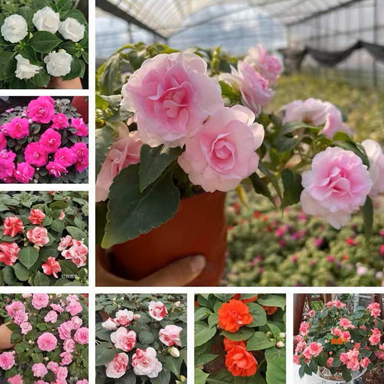 Double Flower Impatiens Seeds Jonyparkseed®